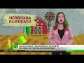 CORN - México: 90% de las tortillas provienen de maíz transgénico