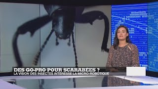 GOPRO INC. Des GoPro pour scarabées ?