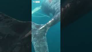 WHALE Two-day operation to free humpback whale caught in fishing lines in Australia