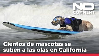 NO COMMENT: ¡Perros surferos! Cientos de mascotas se suben a las olas en California