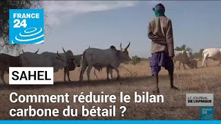 LIVE CATTLE Au Sahel, des chercheurs tentent de réduire le bilan carbone du bétail • FRANCE 24