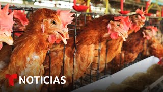 Muere en México la primera persona por la gripe aviar. El secretario de salud hizo una advertencia