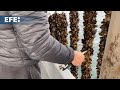 OLIMPO REAL ESTATE - Pieria: el corazón del cultivo de mejillones en Grecia a las faldas del Olimpo