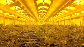 THE MARKET LIMITED Portugal grows tonnes of legal medical cannabis. For patients, the black market is the only option