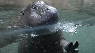 Premiers plongeons en public pour Toni, la petite hippo pygmée star de Berlin