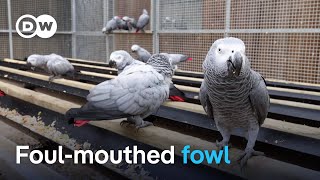 The problem with Britain’s cursing parrots | DW News