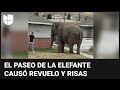 MONTANA N - El momento en que una elefante se escapa de un circo y pasea por las calles de Montana