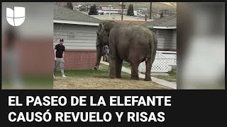MONTANA N El momento en que una elefante se escapa de un circo y pasea por las calles de Montana