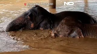 Les éléphants victimes des inondations en Thaïlande