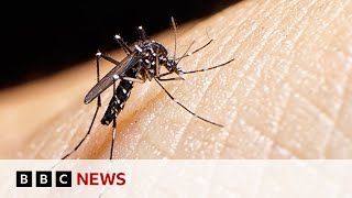 Tiger mosquitoes behind dengue fever rise in Europe | BBC News