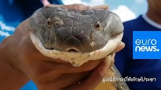 COBRA RESOURCES ORD 1P Un cobra royal adulte de quatre mètres capturé en Thaïlande