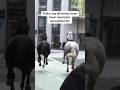 British military horses seen galloping riderless in London