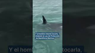 ORCA Multan a un hombre por saltar contra una orca desde un barco en Nueva Zelanda