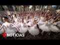 Bailarinas rompen nuevo récord bailando en puntas | Noticias Telemundo