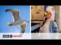 Boy wins competition with seagull impression | BBC News