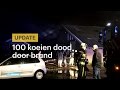 STEEL - 100 koeien omgekomen na brand in stal Friesland - RTL NIEUWS
