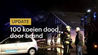 STEEL 100 koeien omgekomen na brand in stal Friesland - RTL NIEUWS