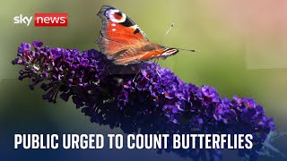 COUNT LIMITED Public urged to count butterflies amid climate crisis threat