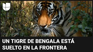 Alerta por un tigre suelto en la frontera: escapó de un zoológico a pocos metros del río Bravo