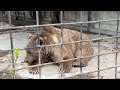 Verheerendes Feuer in Zoo auf der Krim: Nur 2 Bären überleben