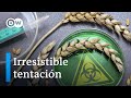 Argentina se rinde al trigo transgénico