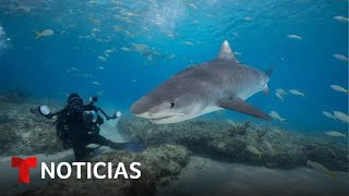 DIA Se activan las alertas por dos ataques de tiburón el mismo día en las costas de Florida