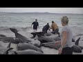 NO COMMENT: Decenas de ballenas piloto varadas en la costa occidental de Australia