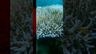 Coral turns white and dies due to record ocean heat. #Shorts #Coral #BBCNews