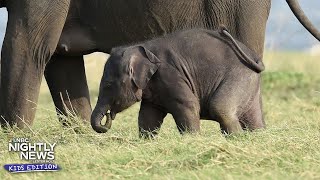 Houston Zoo administered a &#39;groundbreaking&#39; vaccine to an elephant | Nightly News: Kids Edition
