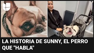 Conoce a Sunny, el perro que &quot;habla&quot;: se volvió viral en redes sociales