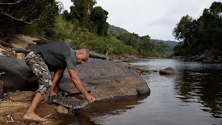 No Comment : le crocodile du Siam repeuple le Cambodge