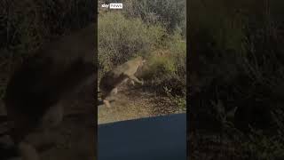 Watch: Bobcat vs rattlesnake