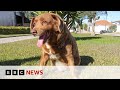 'World's oldest dog' stripped of title | BBC News