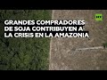 Revelan que grandes compradores de soja contribuyen a la crisis en la Amazonia