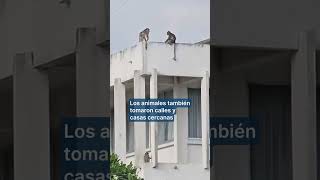 200 monos invaden una comisaría de Policía en Tailandia