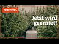 Cannabis-Ernte: Hier kommt die Legalisierung voran – Shortcut | DER SPIEGEL