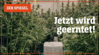 Cannabis-Ernte: Hier kommt die Legalisierung voran – Shortcut | DER SPIEGEL