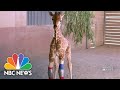 Baby Giraffe Able To Walk With The Help Of Human Orthopedic Group