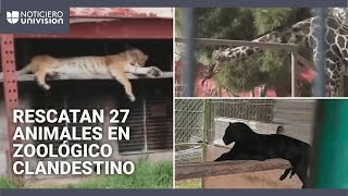 Incautan zoológico clandestino ligado al Cártel de Sinaloa: 27 animales exóticos fueron rescatados