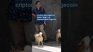 SHIBA INU Decenas de personas se despiden de Kabosu, la perra shiba inu que inspiró el meme Doge