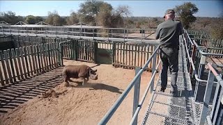 INTERNATIONAL RANGER IRNG Sudafrica: sta meglio Goose, il rinoceronte nero salvato dai ranger