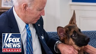 Biden &#39;repeatedly watched&#39; dog Commander attack Secret Service: Report