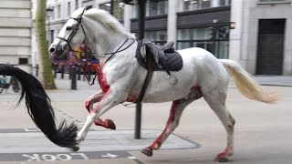 Several military horses run wild in London, injuring four people