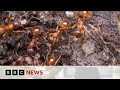 Invasive species of ants will cost Australians more than $22bn if left to run rampant | BBC News