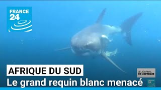 Afrique du Sud : le grand requin blanc absent des côtes • FRANCE 24