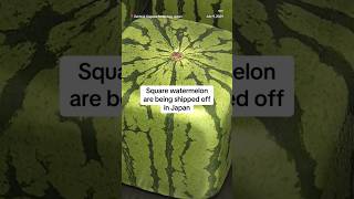 Square watermelon are being shipped off in Japan