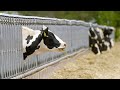 LIVE CATTLE - Taxe pour les émissions du bétail en Nouvelle-Zélande : les agriculteurs en colère