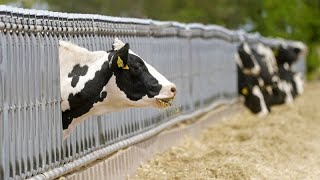 LIVE CATTLE Taxe pour les émissions du bétail en Nouvelle-Zélande : les agriculteurs en colère