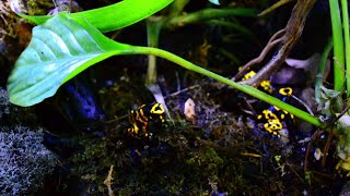 TERRA La Guardia Civil interviene 19 ranas flecha a la venta y las traslada a Terra Natura