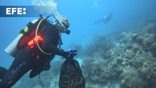 Cientos de voluntarios limpian los arrecifes de los Cayos de Florida